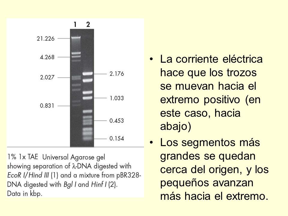 La corriente eléctrica hace que los trozos se muevan hacia el extremo positivo (en este caso, hacia abajo)