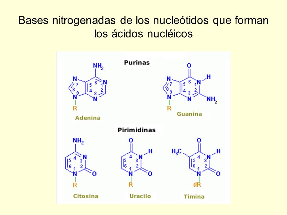 Bases nitrogenadas de los nucleótidos que forman los ácidos nucléicos