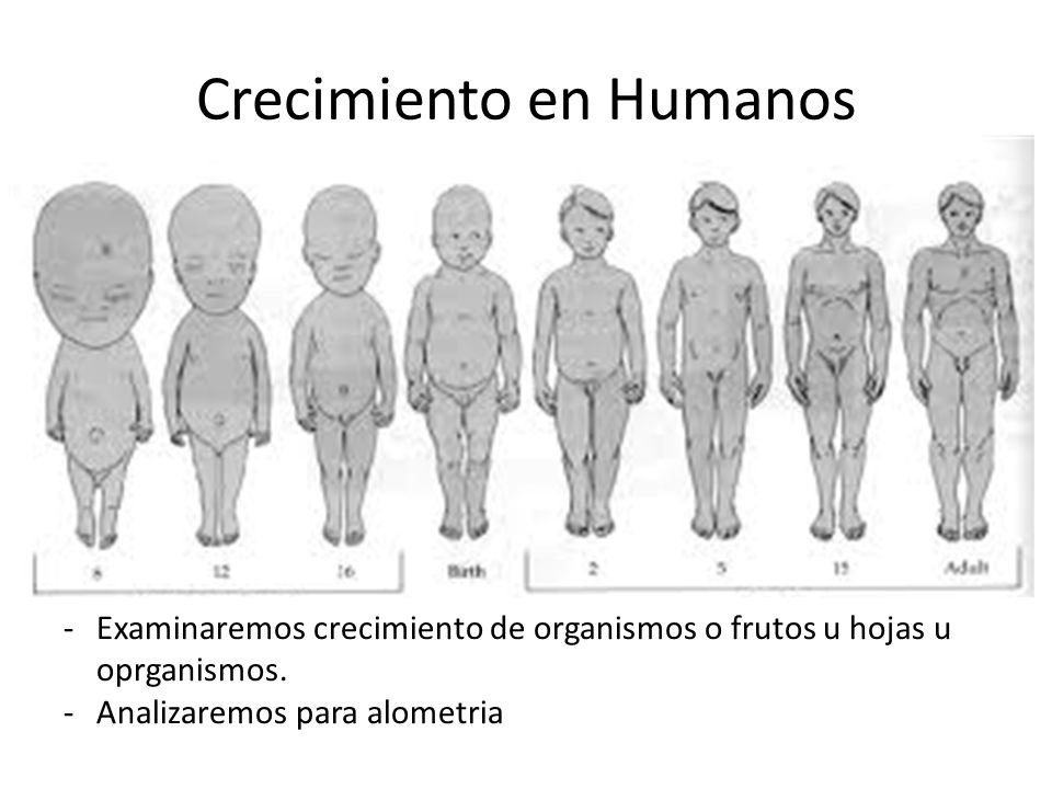Тело человека растет растет. Периоды роста человека. Периоды постнатального развития человека. Этапы онтогенетического развития человека. Индивидуальное развитие онтогенез.