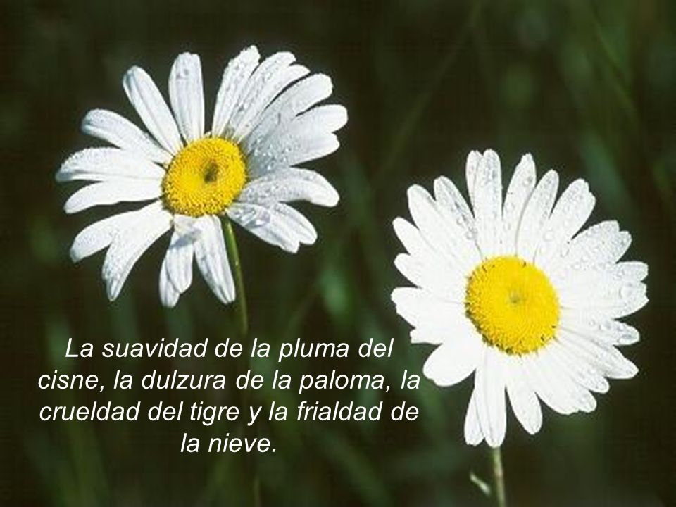 La suavidad de la pluma del cisne, la dulzura de la paloma, la crueldad del tigre y la frialdad de la nieve.