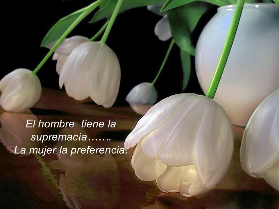 El hombre tiene la supremacía……. La mujer la preferencia.