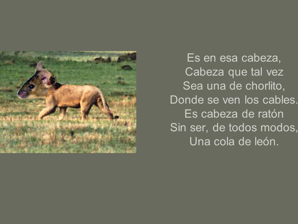 Es en esa cabeza, Cabeza que tal vez Sea una de chorlito, Donde se ven los cables.