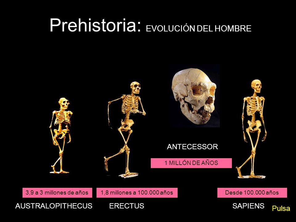 Prehistoria: EVOLUCIÓN DEL HOMBRE