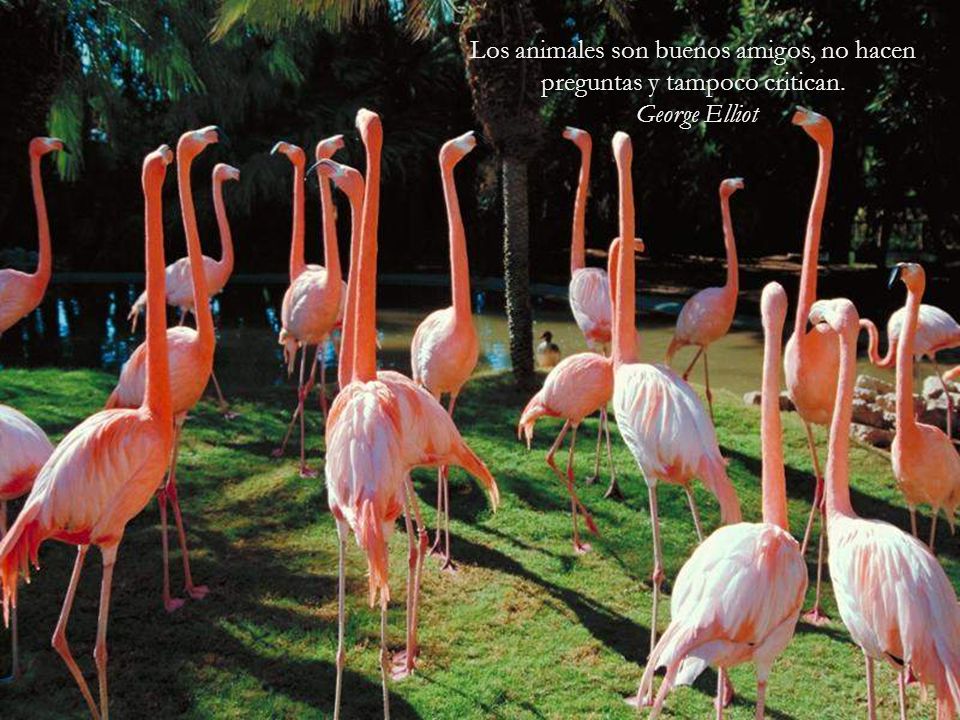 Los animales son buenos amigos, no hacen preguntas y tampoco critican.