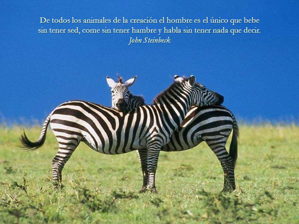 De todos los animales de la creación el hombre es el único que bebe sin tener sed, come sin tener hambre y habla sin tener nada que decir.