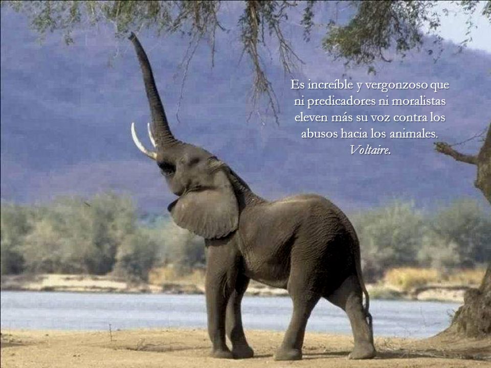 Es increíble y vergonzoso que ni predicadores ni moralistas eleven más su voz contra los abusos hacia los animales.