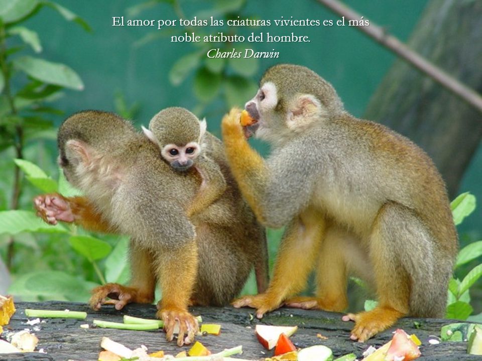 El amor por todas las criaturas vivientes es el más noble atributo del hombre.