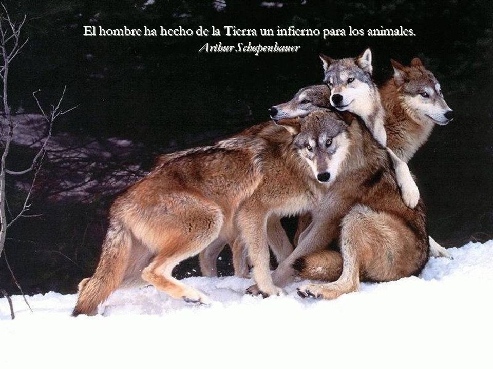 El hombre ha hecho de la Tierra un infierno para los animales.