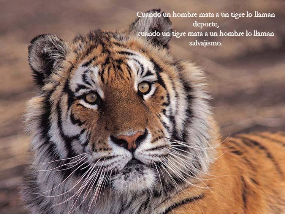 Cuando un hombre mata a un tigre lo llaman deporte, cuando un tigre mata a un hombre lo llaman salvajismo.