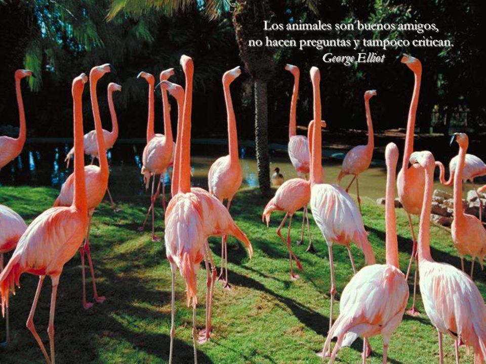 Los animales son buenos amigos, no hacen preguntas y tampoco critican.