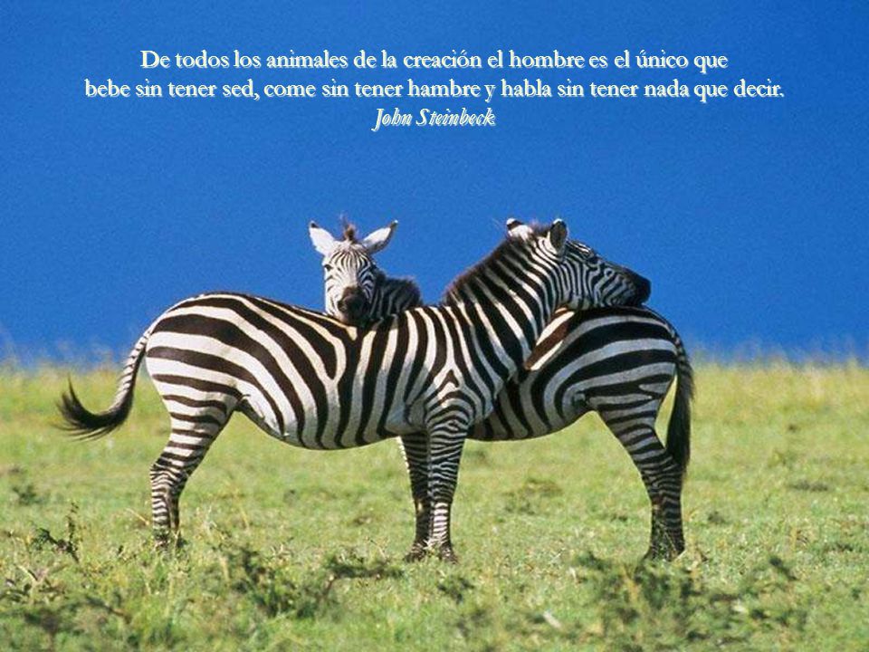 De todos los animales de la creación el hombre es el único que bebe sin tener sed, come sin tener hambre y habla sin tener nada que decir.