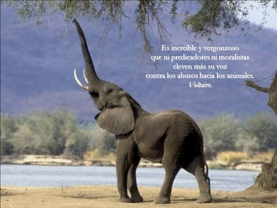 Es increíble y vergonzoso que ni predicadores ni moralistas eleven más su voz contra los abusos hacia los animales.
