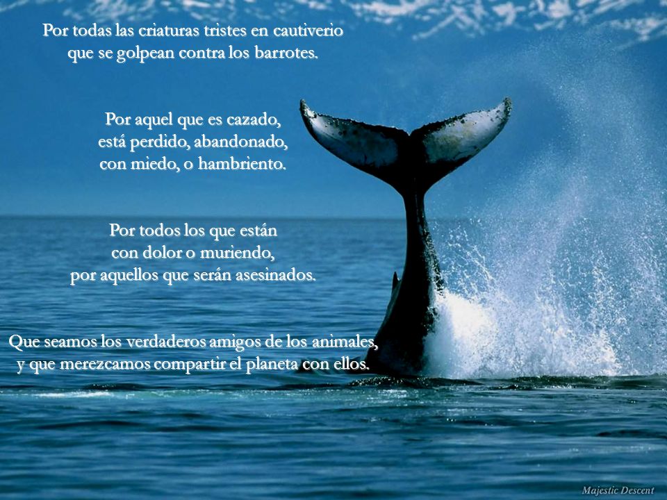Por todas las criaturas tristes en cautiverio que se golpean contra los barrotes.