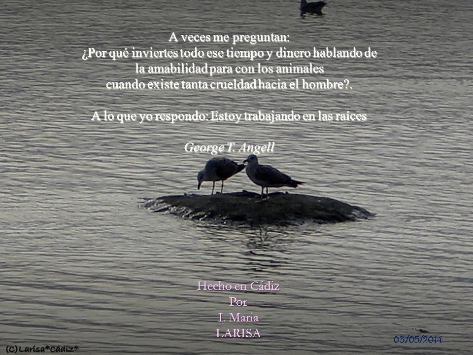 A veces me preguntan: ¿Por qué inviertes todo ese tiempo y dinero hablando de la amabilidad para con los animales cuando existe tanta crueldad hacia el hombre . A lo que yo respondo: Estoy trabajando en las raíces