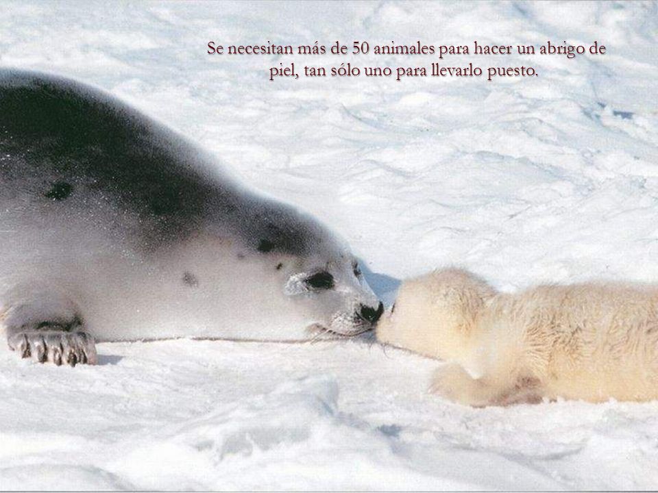 Se necesitan más de 50 animales para hacer un abrigo de piel, tan sólo uno para llevarlo puesto.