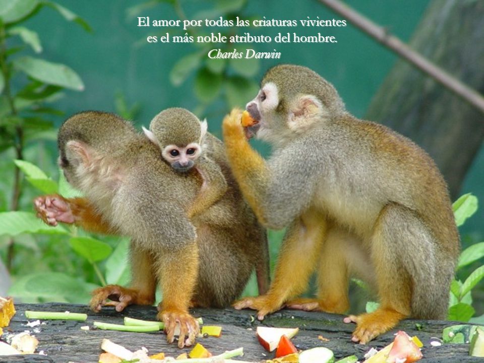 El amor por todas las criaturas vivientes es el más noble atributo del hombre.