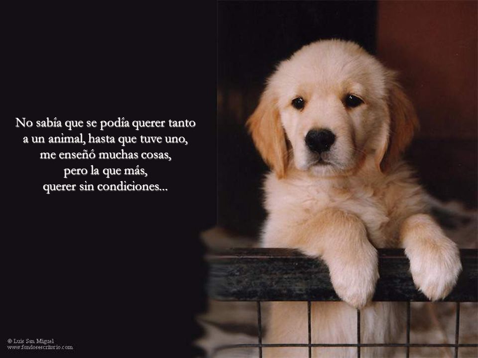 No sabía que se podía querer tanto a un animal, hasta que tuve uno, me enseñó muchas cosas, pero la que más, querer sin condiciones...
