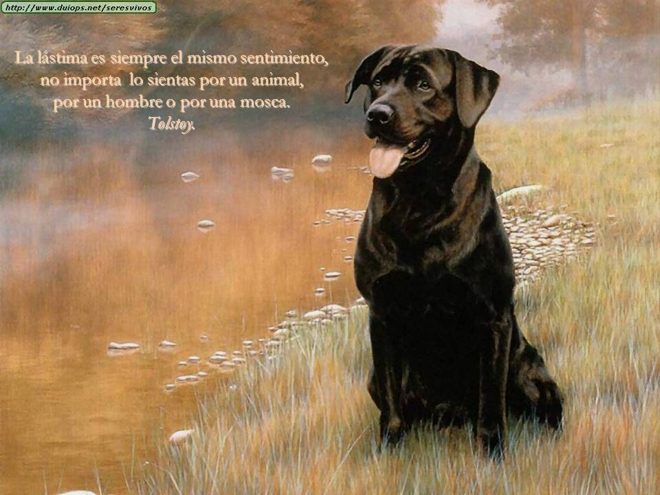 La lástima es siempre el mismo sentimiento, no importa lo sientas por un animal, por un hombre o por una mosca.