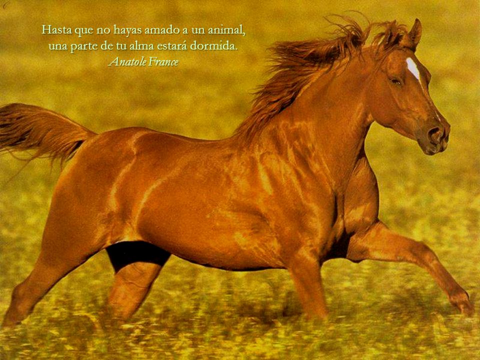 Hasta que no hayas amado a un animal, una parte de tu alma estará dormida.