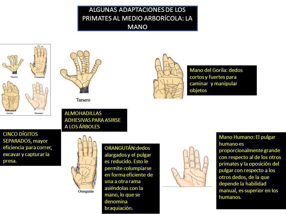 ALGUNAS ADAPTACIONES DE LOS PRIMATES AL MEDIO ARBORÍCOLA: LA MANO