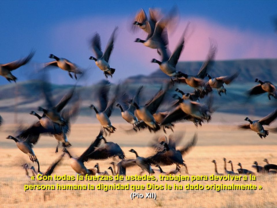 « Con todas la fuerzas de ustedes, trabajen para devolver a la persona humana la dignidad que Dios le ha dado originalmente » (Pio XII)