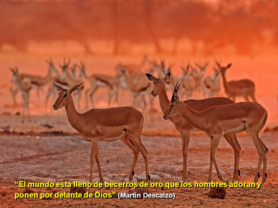 El mundo está lleno de becerros de oro que los hombres adoran y ponen por delante de Dios (Martín Descalzo)