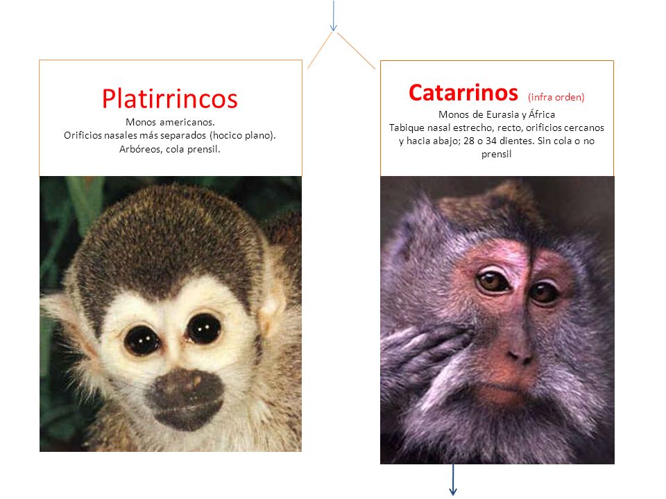 Platirrincos Catarrinos (infra orden) Monos de Eurasia y África