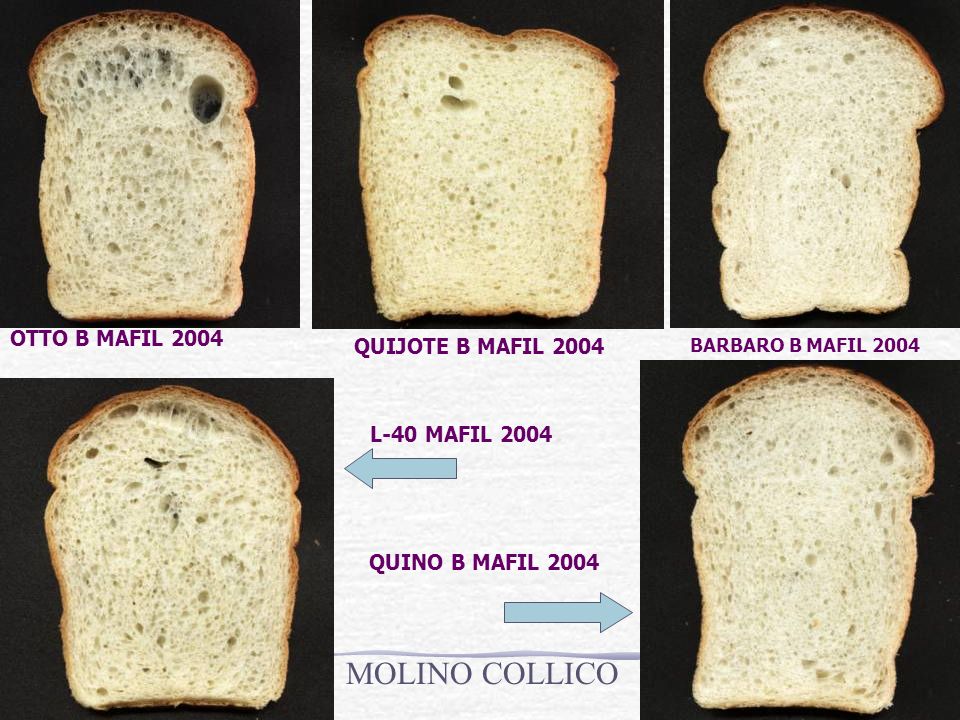 MOLINO COLLICO OTTO B MAFIL 2004 QUIJOTE B MAFIL 2004 L-40 MAFIL 2004