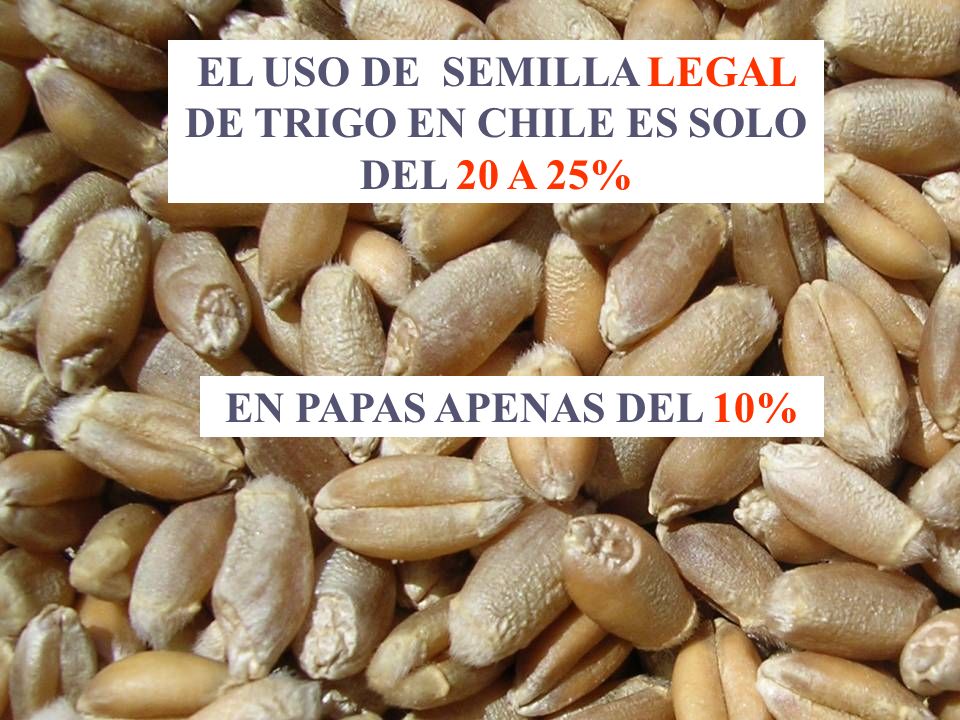 EL USO DE SEMILLA LEGAL DE TRIGO EN CHILE ES SOLO DEL 20 A 25%