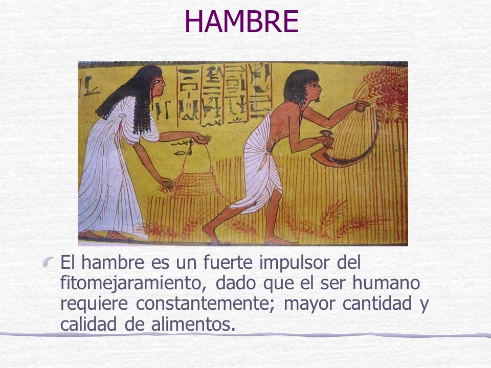 HAMBRE El hambre es un fuerte impulsor del fitomejaramiento, dado que el ser humano requiere constantemente; mayor cantidad y calidad de alimentos.