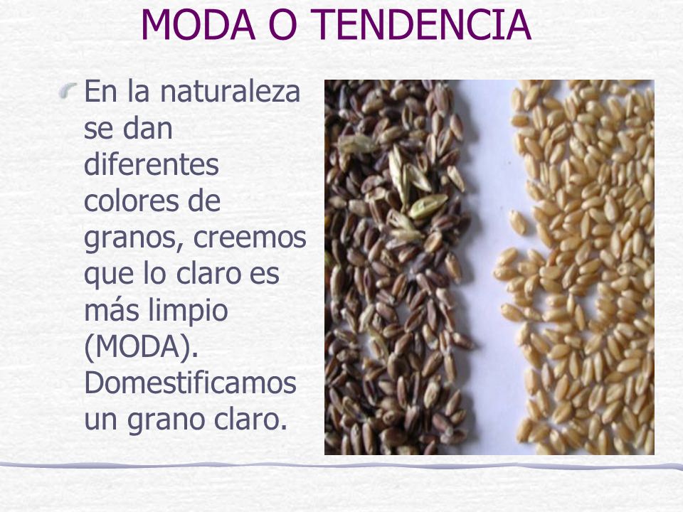 MODA O TENDENCIA En la naturaleza se dan diferentes colores de granos, creemos que lo claro es más limpio (MODA).
