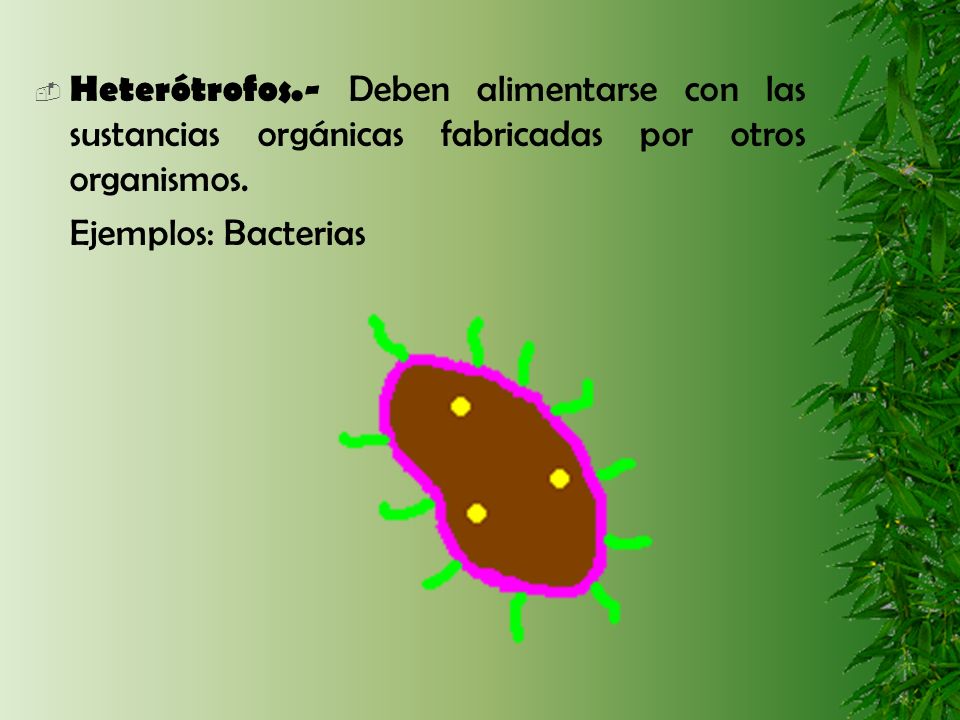 Heterótrofos.- Deben alimentarse con las sustancias orgánicas fabricadas por otros organismos.