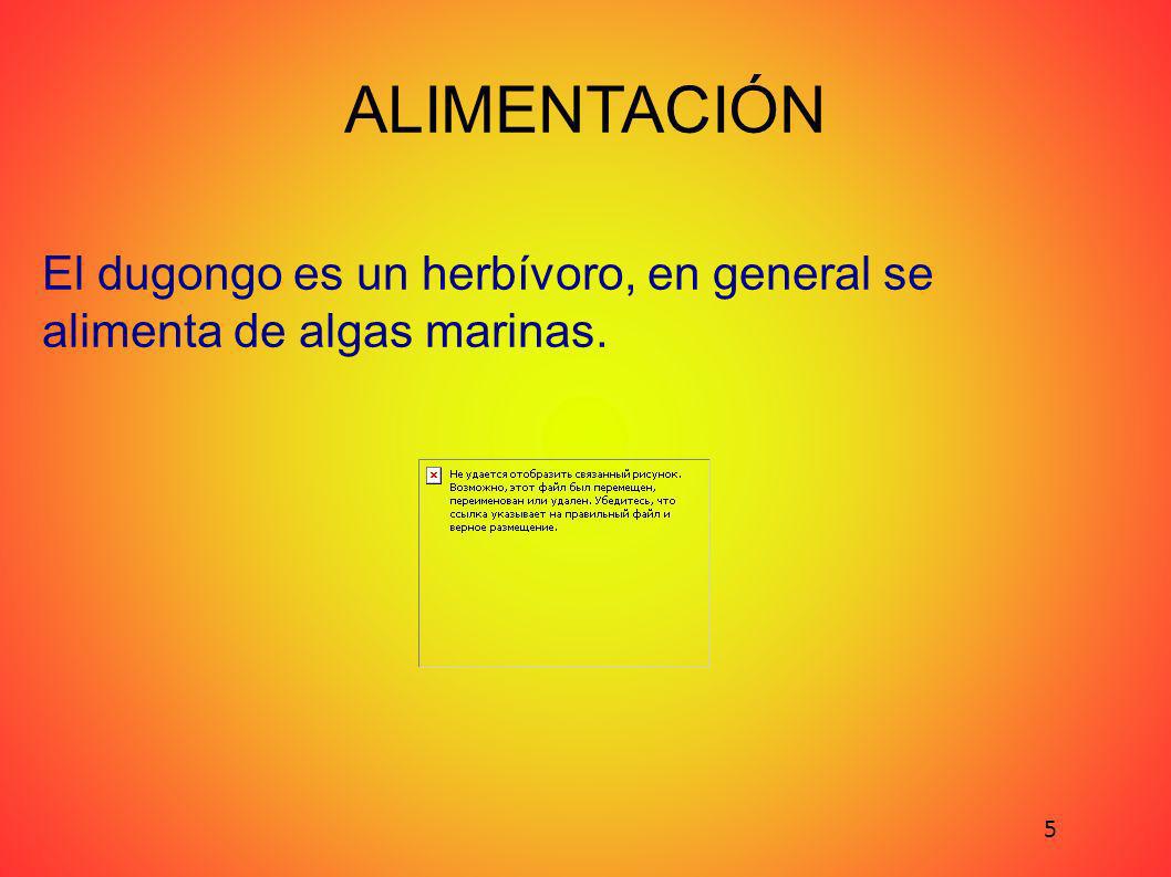 El dugongo es un herbívoro, en general se alimenta de algas marinas.
