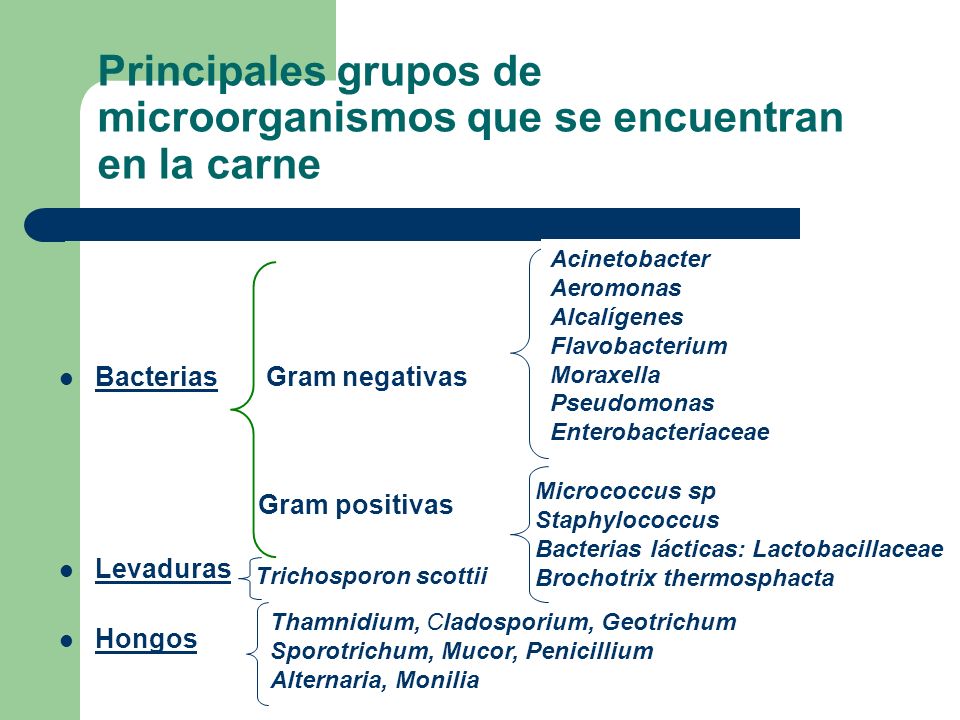 Principales grupos de microorganismos que se encuentran en la carne