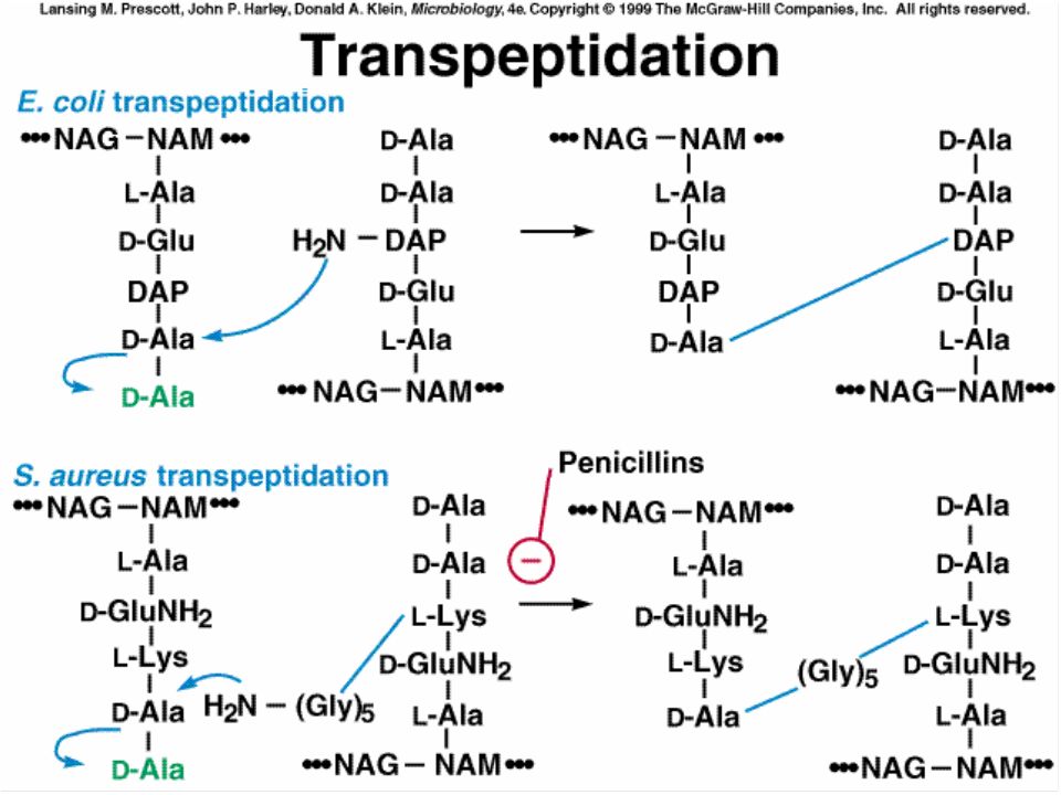 Esquema de la transpeptidación en una bacteria Gram-negativa y en otra Gram-positiva