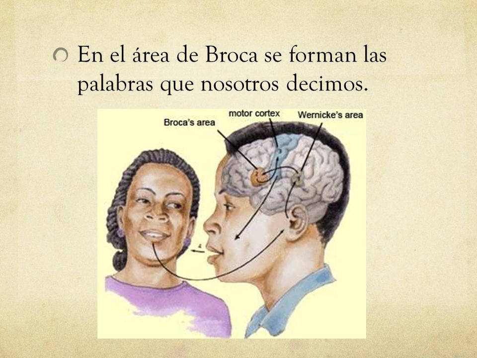 En el área de Broca se forman las palabras que nosotros decimos.