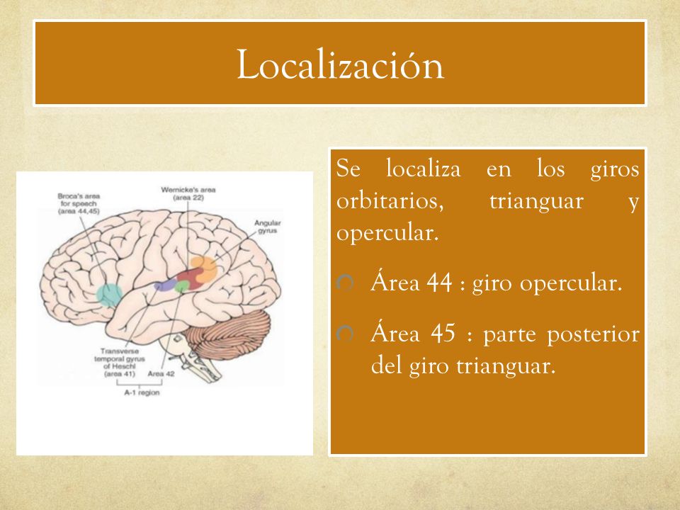 Localización Se localiza en los giros orbitarios, trianguar y opercular. Área 44 : giro opercular.