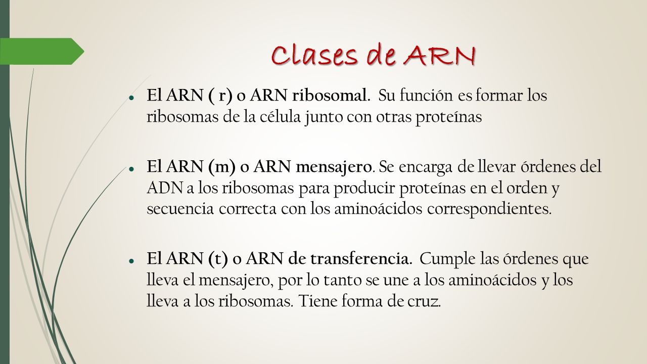 Clases de ARN El ARN ( r) o ARN ribosomal. Su función es formar los ribosomas de la célula junto con otras proteínas.