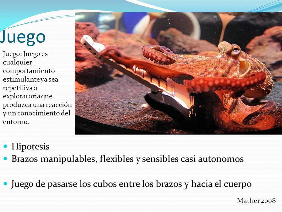Juego Juego: Juego es cualquier comportamiento estimulante ya sea repetitiva o exploratoria que produzca una reacción y un conocimiento del entorno.