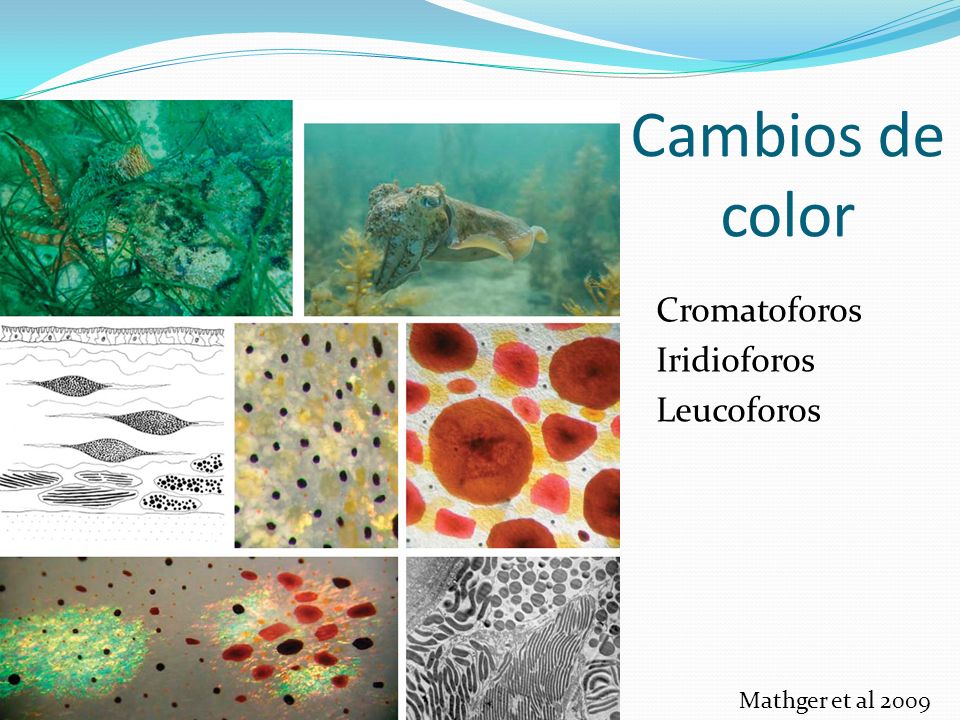 Cambios de color Cromatoforos Iridioforos Leucoforos