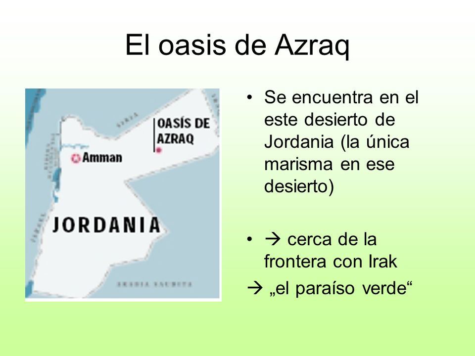 El oasis de Azraq Se encuentra en el este desierto de Jordania (la única marisma en ese desierto)  cerca de la frontera con Irak.