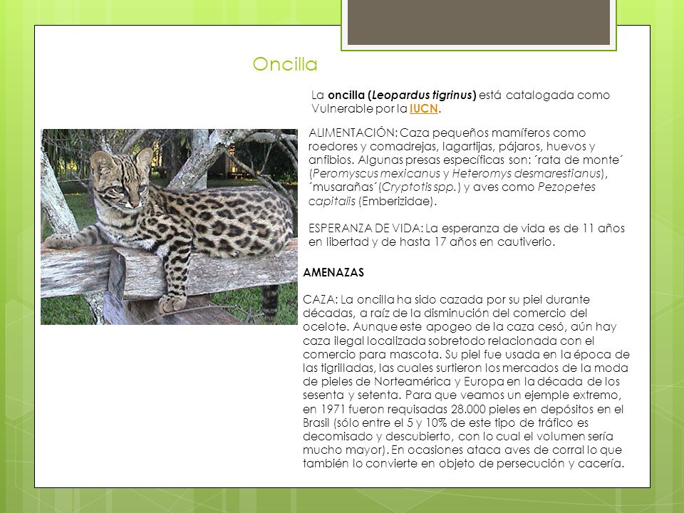 Oncilla La oncilla (Leopardus tigrinus) está catalogada como Vulnerable por la IUCN.