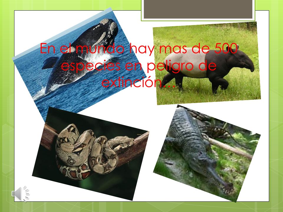 En el mundo hay mas de 500 especies en peligro de extinción…