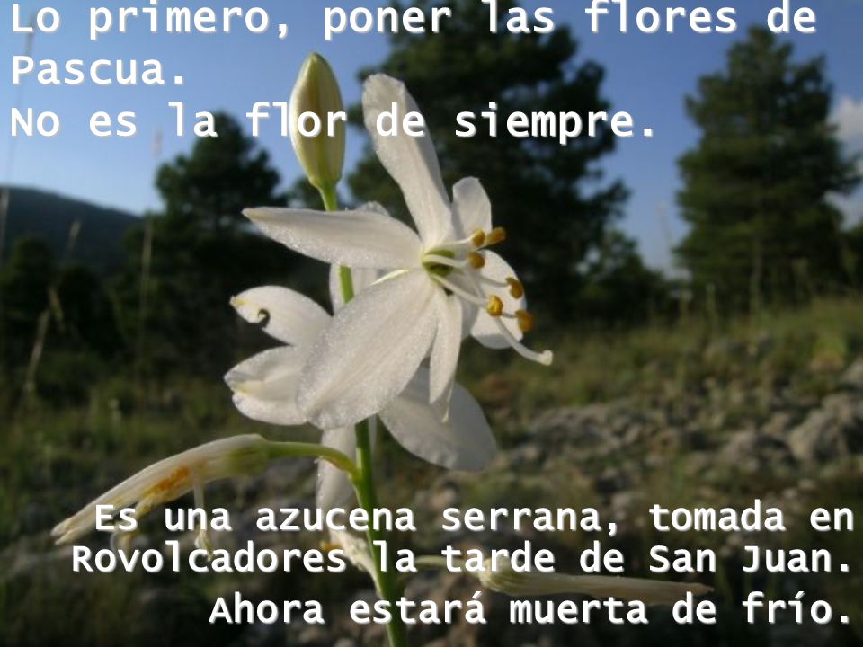 Lo primero, poner las flores de Pascua. No es la flor de siempre.