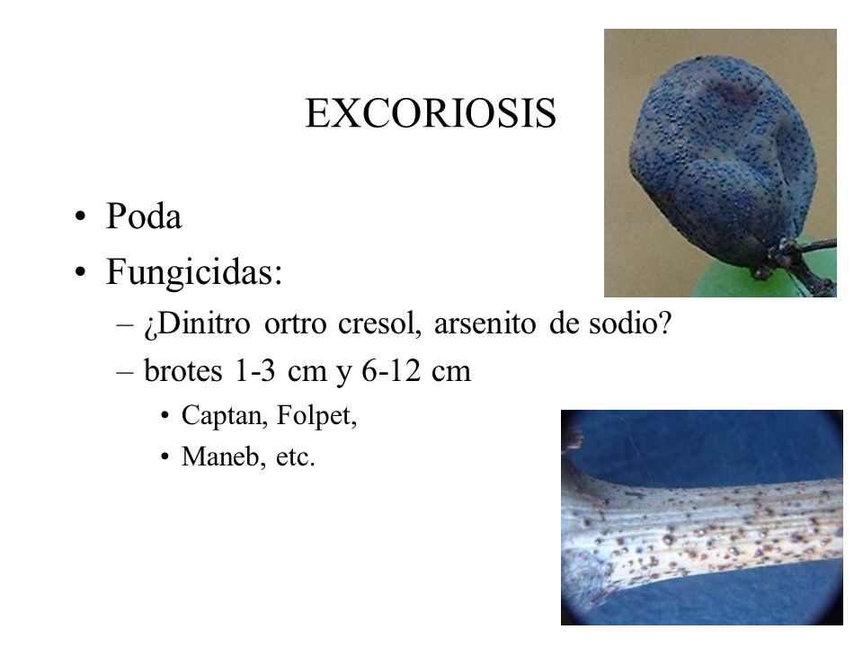 EXCORIOSIS Poda Fungicidas: ¿Dinitro ortro cresol, arsenito de sodio