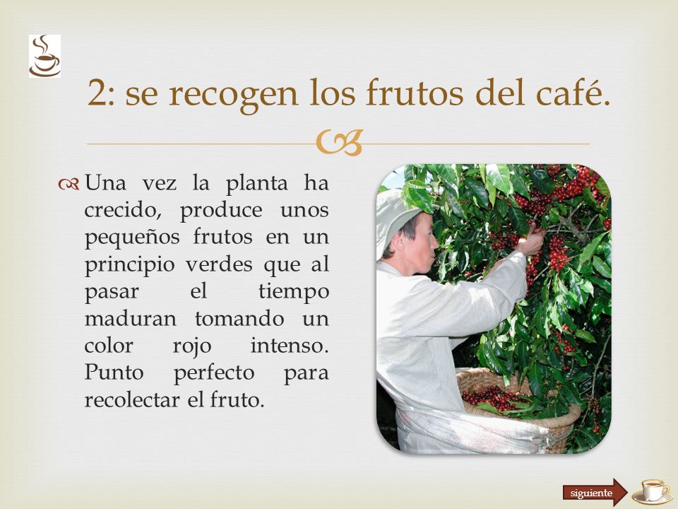 2: se recogen los frutos del café.