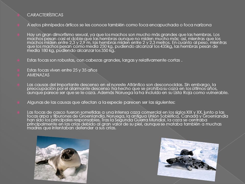 CARACTERÍSTICAS A estos pinnípedos árticos se les conoce también como foca encapuchada o foca narizona.