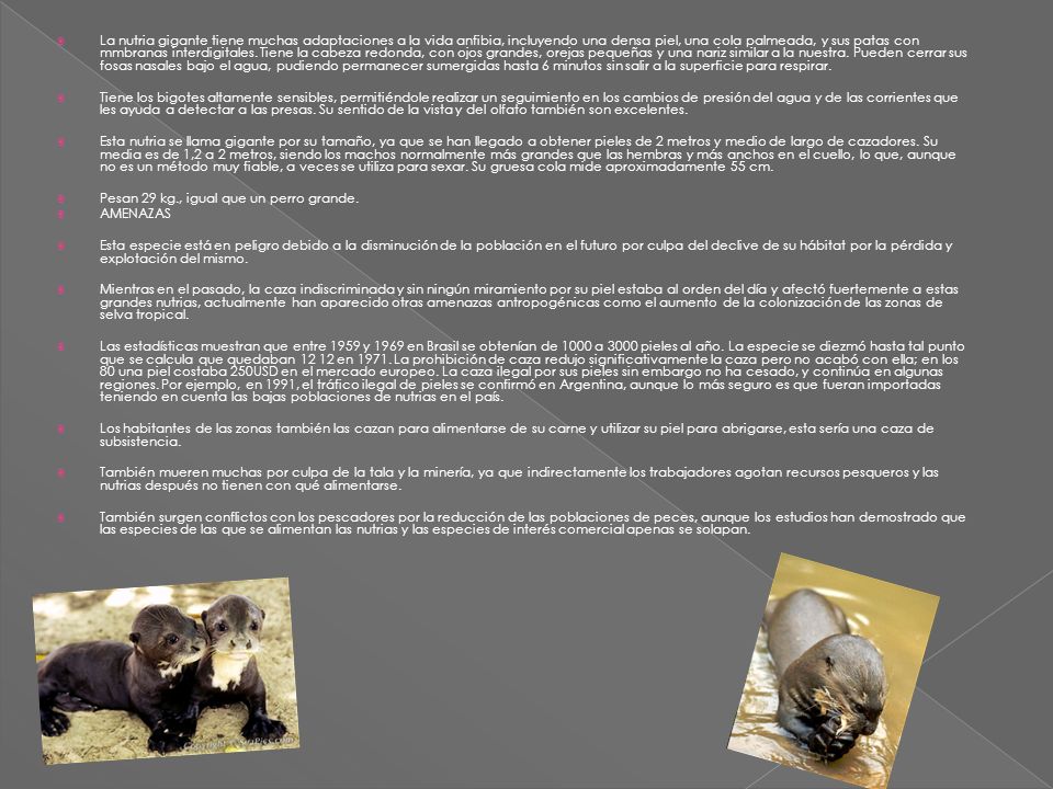 La nutria gigante tiene muchas adaptaciones a la vida anfibia, incluyendo una densa piel, una cola palmeada, y sus patas con mmbranas interdigitales. Tiene la cabeza redonda, con ojos grandes, orejas pequeñas y una nariz similar a la nuestra. Pueden cerrar sus fosas nasales bajo el agua, pudiendo permanecer sumergidas hasta 6 minutos sin salir a la superficie para respirar.