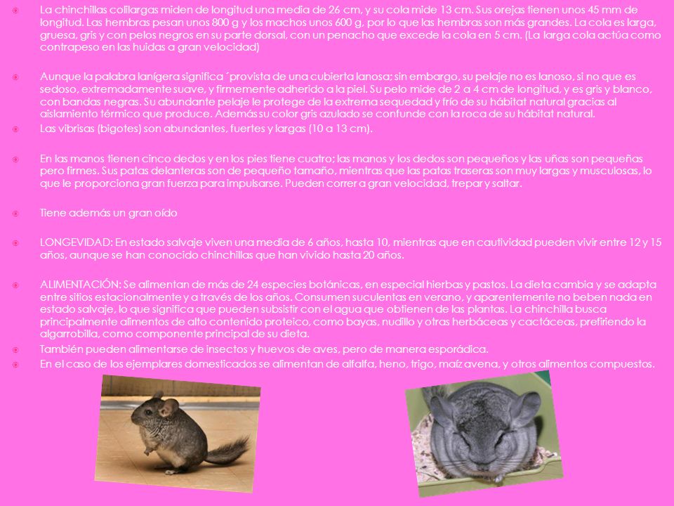 La chinchillas colilargas miden de longitud una media de 26 cm, y su cola mide 13 cm. Sus orejas tienen unos 45 mm de longitud. Las hembras pesan unos 800 g y los machos unos 600 g, por lo que las hembras son más grandes. La cola es larga, gruesa, gris y con pelos negros en su parte dorsal, con un penacho que excede la cola en 5 cm. (La larga cola actúa como contrapeso en las huidas a gran velocidad)
