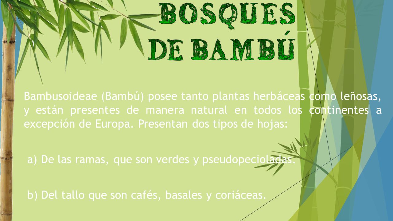 Bambusoideae (Bambú) posee tanto plantas herbáceas como leñosas, y están presentes de manera natural en todos los continentes a excepción de Europa. Presentan dos tipos de hojas: